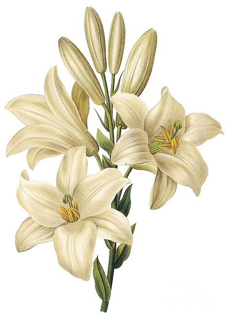 white lily drawing